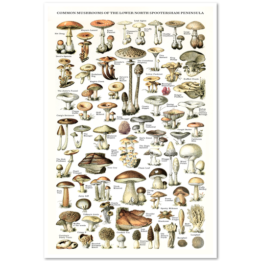 "Common Mushrooms" Risograph Poster